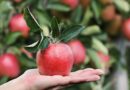 Adotta un albero da frutta con Biorfarm: bello, buono, bio!