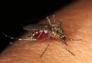 West Nile: in Lombardia situazione in linea con il passato